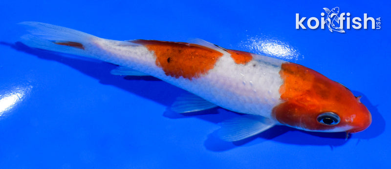 5" GOROMO