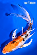 8.25" YAMATO NISHIKI BUTTERFLY