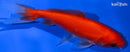 4.5" WAKIN GOLDFISH
