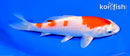 6.25" HARIWAKE