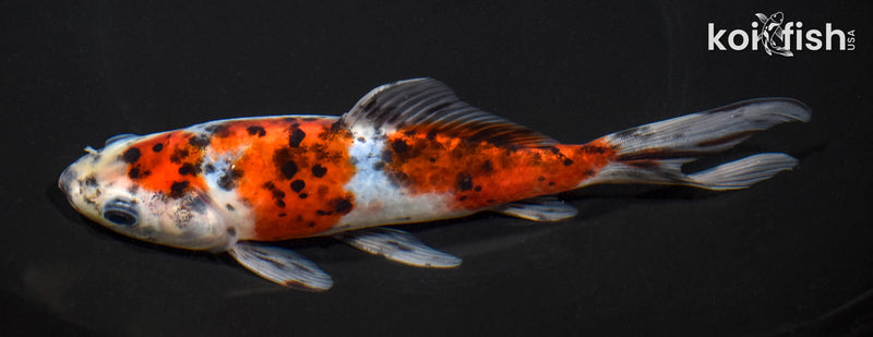 6.75" SHUBUNKIN GOLDFISH