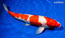 14.25" KOHAKU