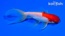5.25" SARASA WATONAI GOLDFISH