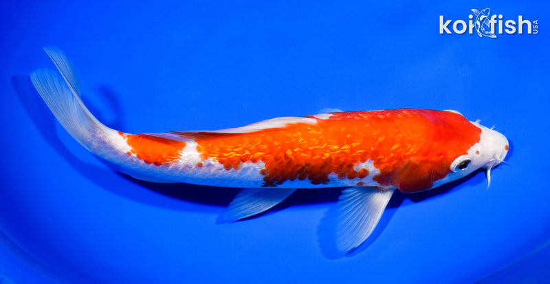 9.5" GINRIN KOHAKU