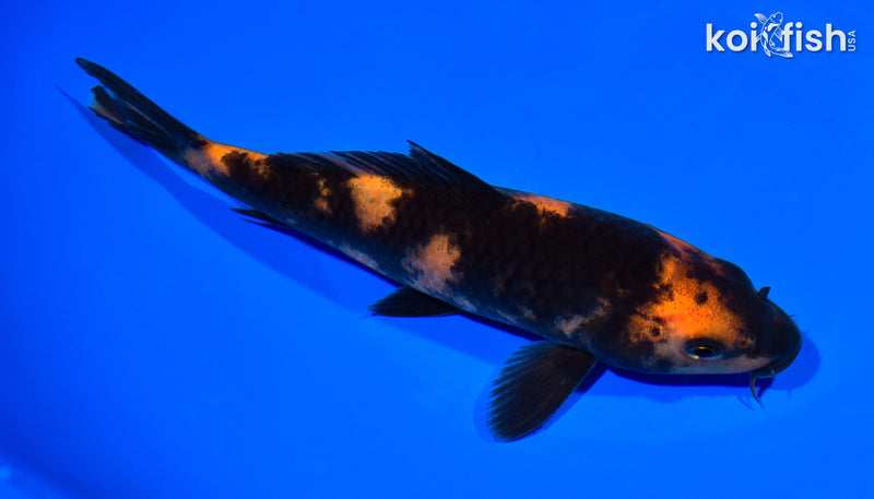 7" HI UTSURI