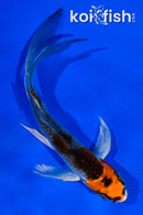 4.5" GINRINN BENI GINGA BUTTERFLY