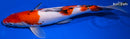 10.75" SANKE