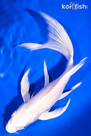 8" PLATINUM OGON BUTTERFLY