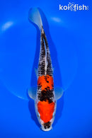 10.5" MARUTEN GOSHIKI