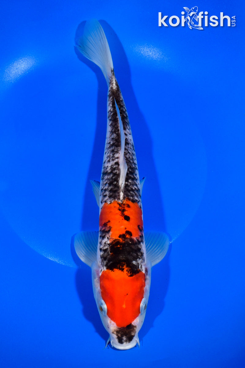 10.5" MARUTEN GOSHIKI