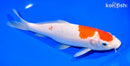 9.5" KOHAKU