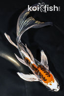 7.25" BENI KIKOKURYU BUTTERFLY