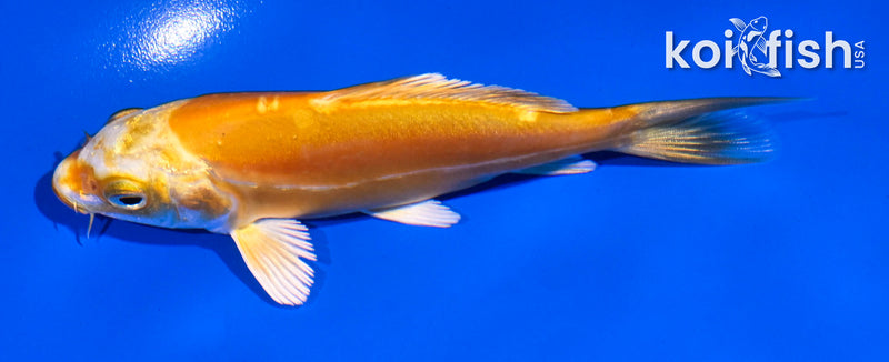 4.5" DOITSU YAMABUKI OGON