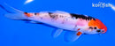 5.75" DOITSU GOSHIKI
