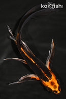 8" KIN ORENJI MATSUBA BUTTERFLY