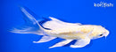 6" DOITSU YAMABUKI OGON BUTTERFLY