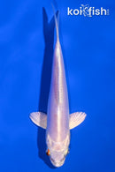 5.25" DOITSU PLATINUM OGON