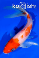 6.75" KOHAKU BUTTERFLY
