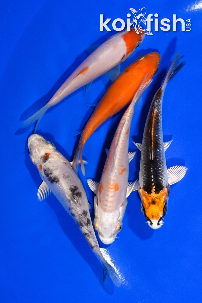 PACK OF (5) 3.5"- 3.75" STANDARD KOI