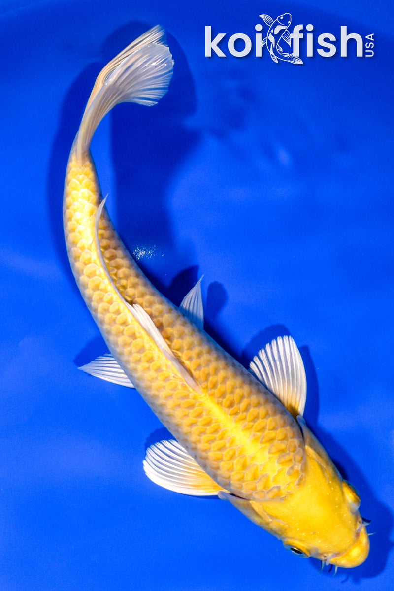 9.25" YAMABUKI OGON