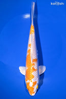 9.5" HARIWAKE