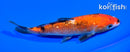 5.75" GINRIN AKA SANKE