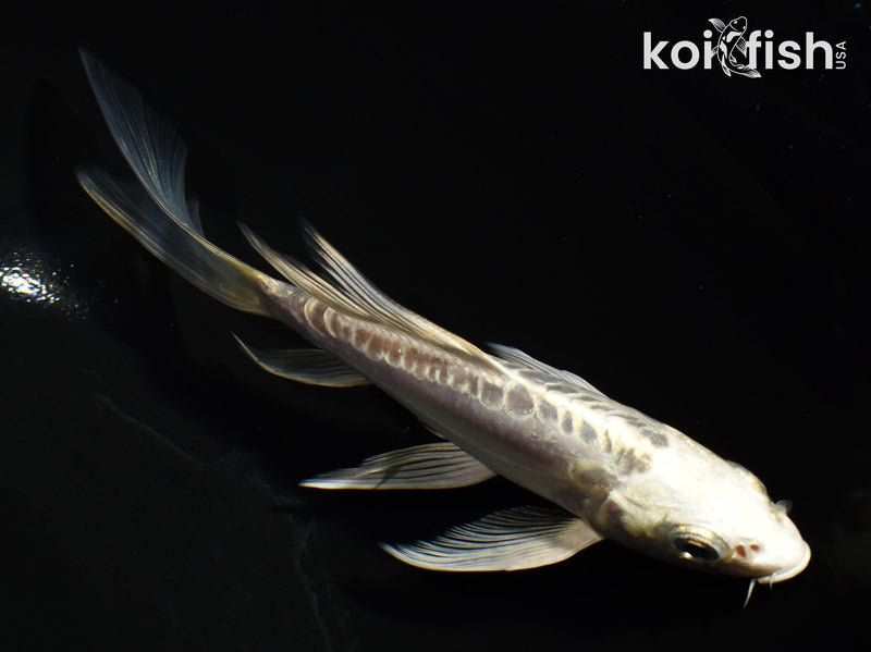 5" PLATINUM OGON BUTTERFLY