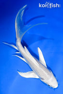 5.5" PLATINUM OGON BUTTERFLY