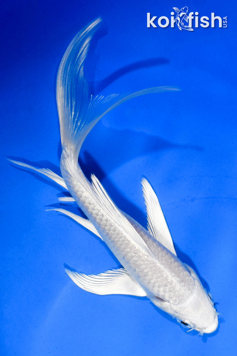 5.5" PLATINUM OGON BUTTERFLY