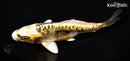 6.5" ARAGOKE KIN KIKOKURYU
