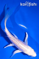 5.5" DOITSU PLATINUM OGON BUTTERFLY