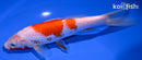 6.75" KOHAKU