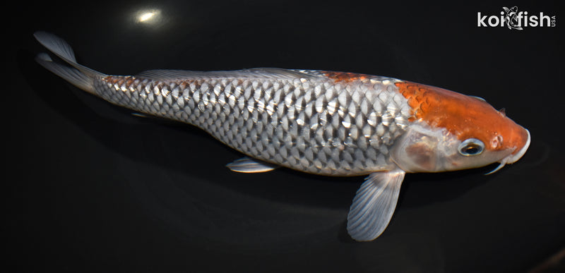 11.5" GINRIN OCHIBA SHIGURE