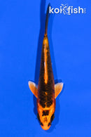 4.25" KIN ORENJI MATSUBA