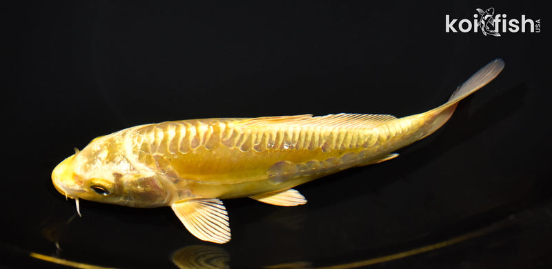 6.5" ARAGOKE YAMABUKI OGON