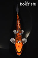 5.75" GINRIN BENI GINGA