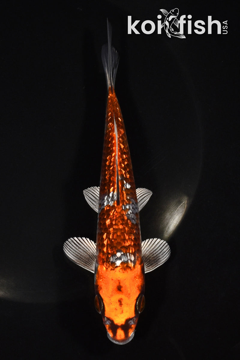 5.75" GINRIN BENI GINGA