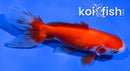 3.75" WATONAI GOLDFISH