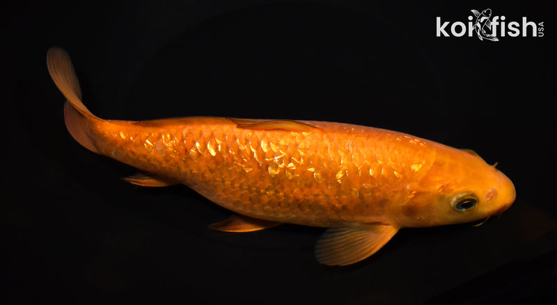 8.5" GINRIN CHAGOI