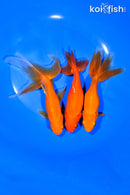 PACK OF (3) 5.5-6.25" WAKIN GOLDFISH