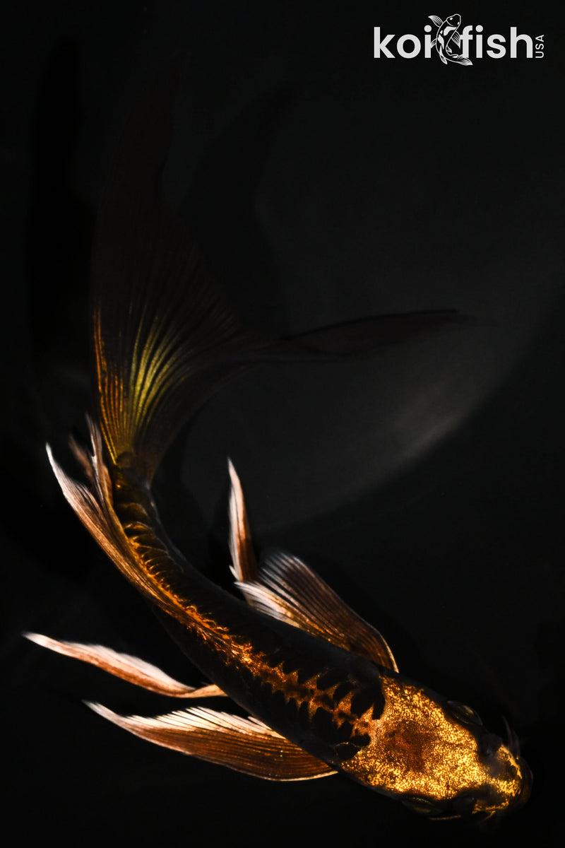 6.5" BENI KIKOKURYU BUTTERFLY