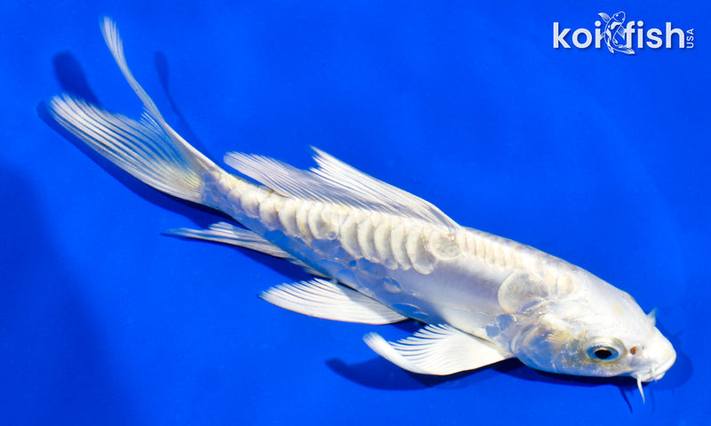 5" ARAGOKE LEMON HARIWAKE BUTTERFLY
