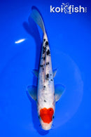 8.25" DOITSU TANCHO SANKE