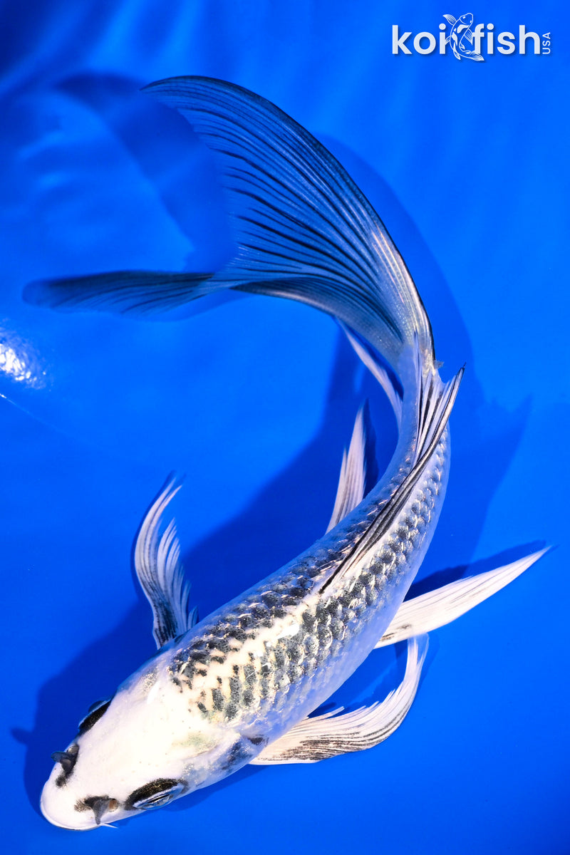 6" GINRIN GIN MATSUBA BUTTERFLY