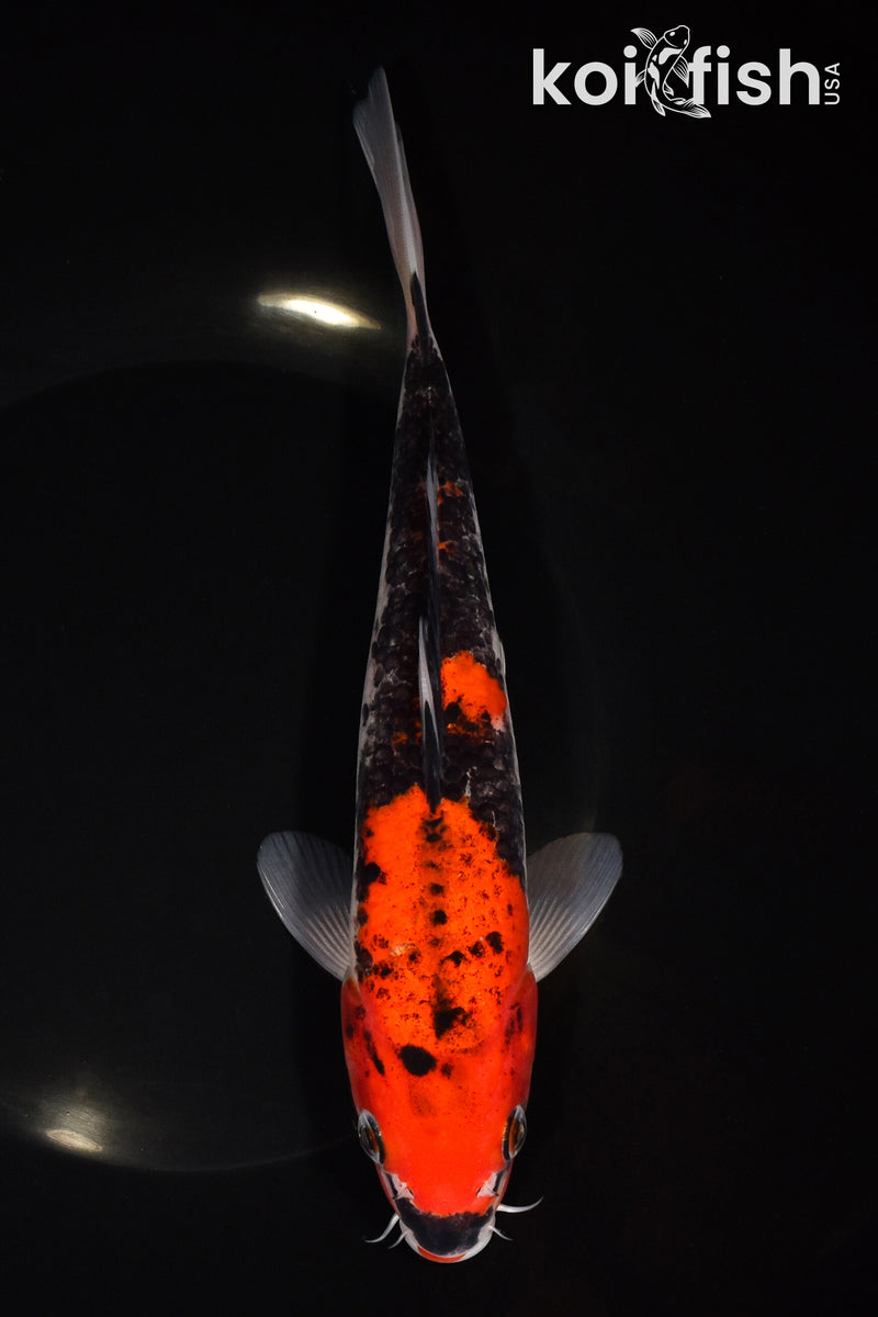8.25" GOSHIKI
