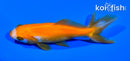 4" WAKIN GOLDFISH