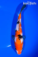 8" SANKE