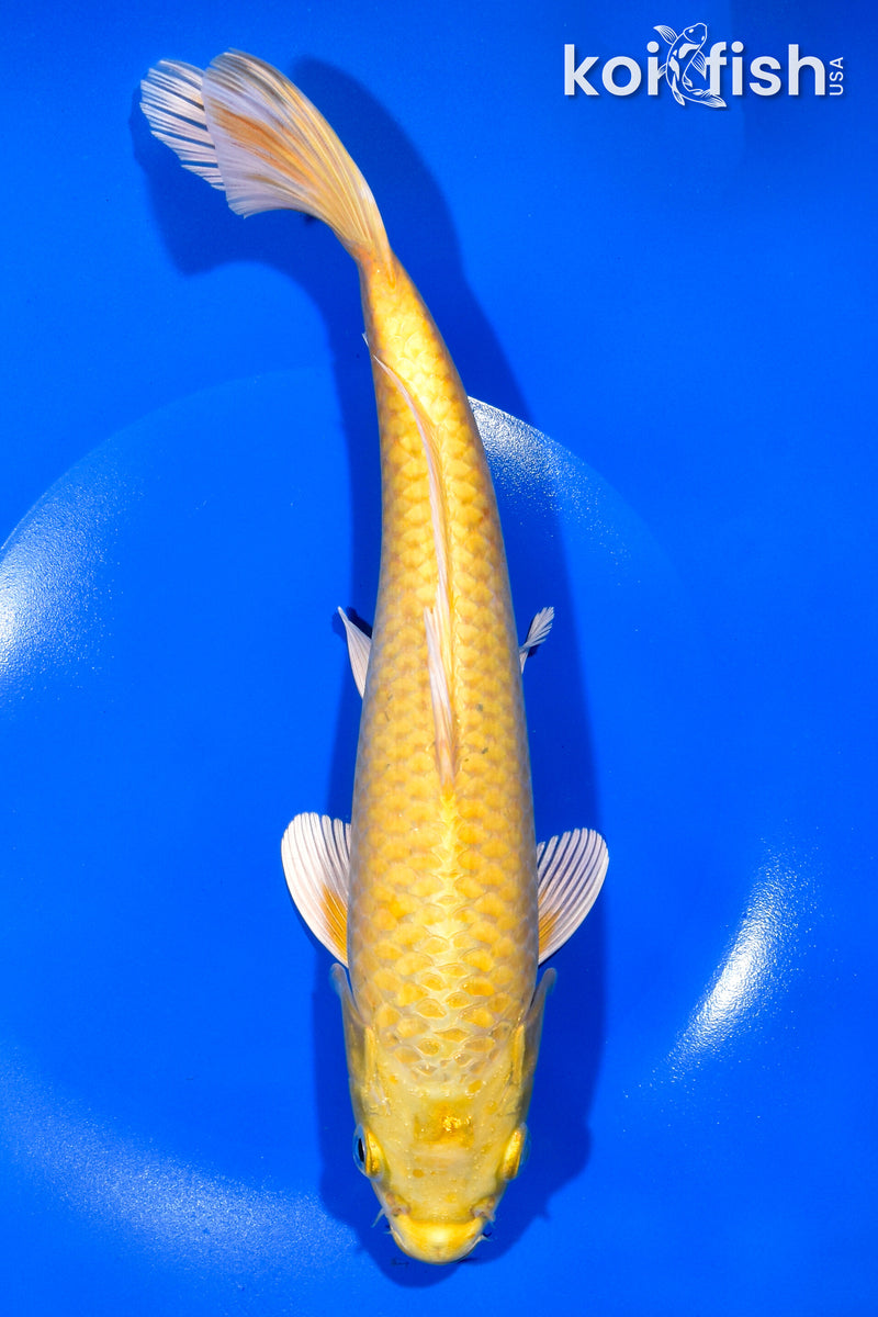 10.5" YAMABUKI OGON