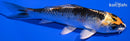 4.75" KUJAKU