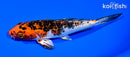 6.25" YAMATO NISHIKI